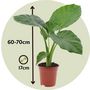 Voir la diapositive 2 : PLANT IN A BOX Plante à grandes feuilles - Set de 2 - Alocasia Macrorrhizos - H60-70cm - ⌀17cm