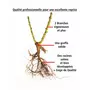  Collection de Rosiers botaniques - Le paquet de 2 racines nues / 2 branches - Willemse