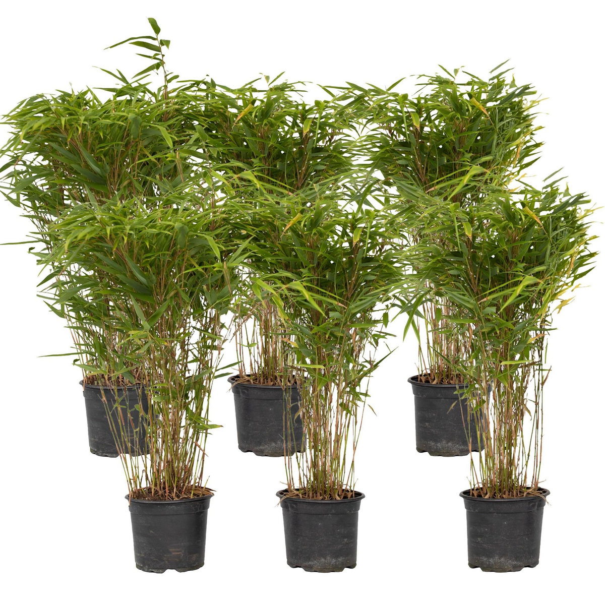 PLANT IN A BOX Bambou non-traçant - Set de 6 - Fargesia nitida 'Gansu' - H50-70cm - ⌀17cm
