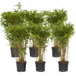 PLANT IN A BOX Bambou non-traçant - Set de 6 - Fargesia nitida 'Gansu' - H50-70cm - ⌀17cm