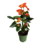 Voir la diapositive 1 : PLANT IN A BOX Langue de feu - Anthurium 'Madural Orange' - Hauteur 55-70cm - ø17cm