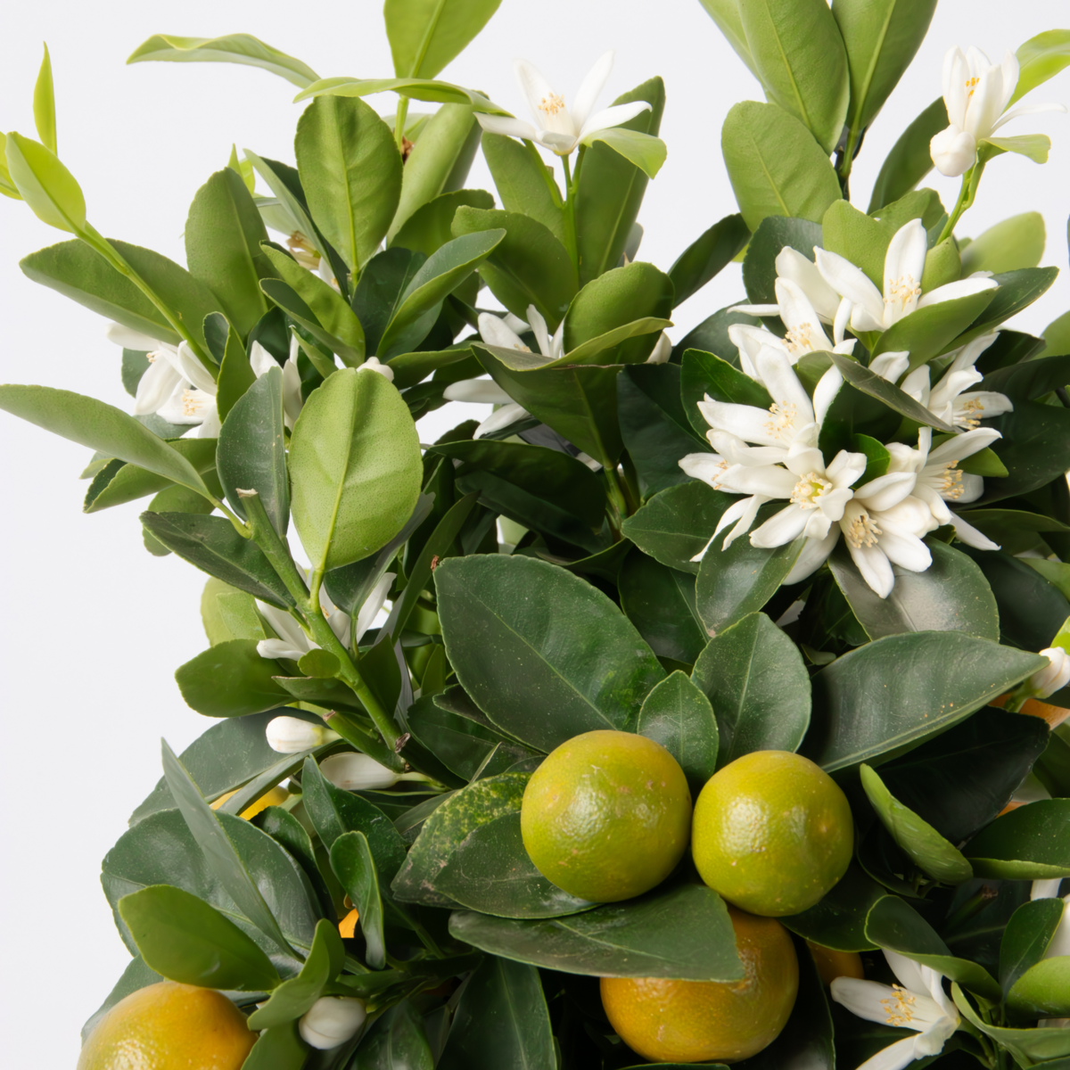 PLANT IN A BOX Citronnier - Citrus mitis 'Calamondin' - Hauteur 55-65cm - ⌀19cm