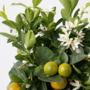 Voir la diapositive 3 : PLANT IN A BOX Citronnier - Citrus mitis 'Calamondin' - Hauteur 55-65cm - ⌀19cm