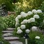 Voir la diapositive 5 : PLANT IN A BOX Hortensia - Hydrangea 'Strong Annabelle' - Hauteur 30-40cm - ⌀19cm