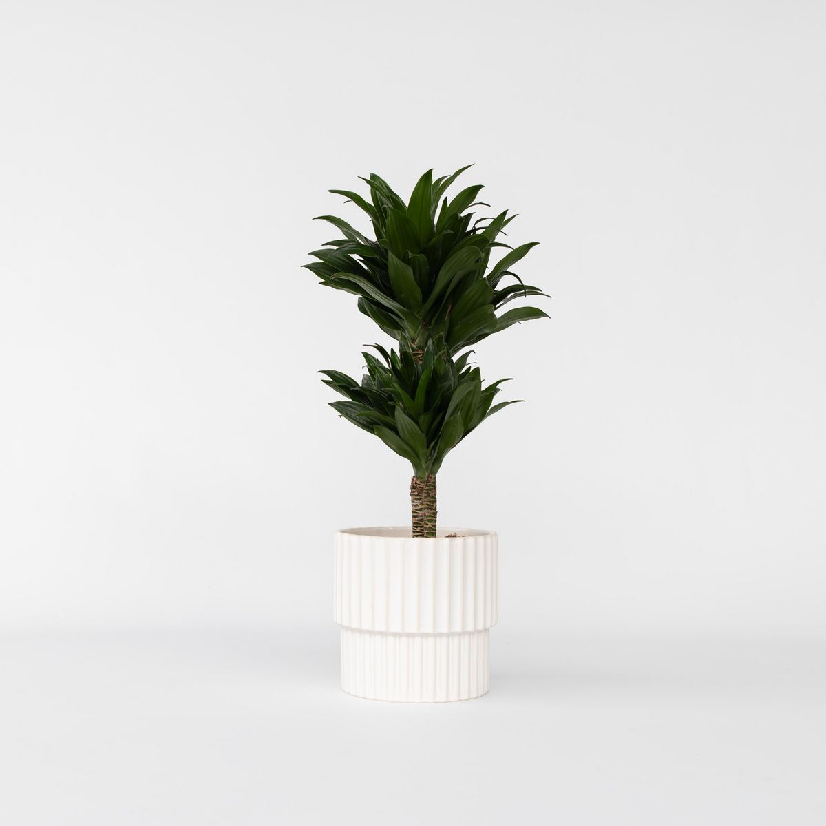 PLANT IN A BOX Dragonnier - Dracaena surculosa - Hauteur 50-65cm - ⌀17cm