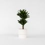 Voir la diapositive 5 : PLANT IN A BOX Dragonnier - Dracaena surculosa - Hauteur 50-65cm - ⌀17cm