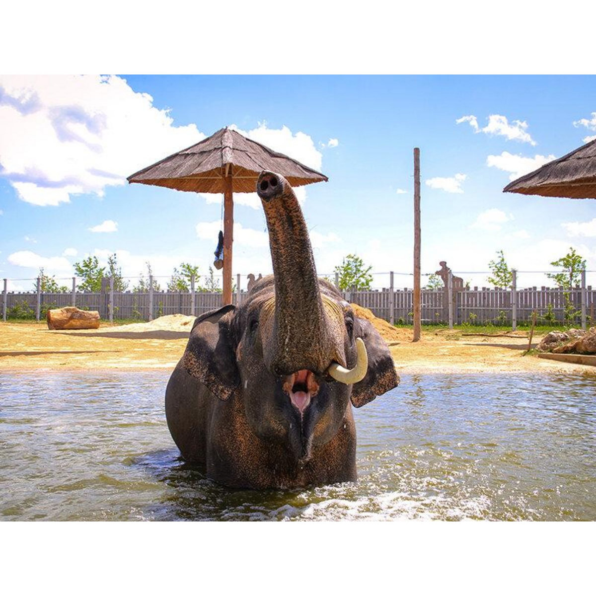 Smartbox Tanière Zoo Refuge : visite guidée VIP à la découverte des animaux pour 2 personnes - Coffret Cadeau Multi-thèmes