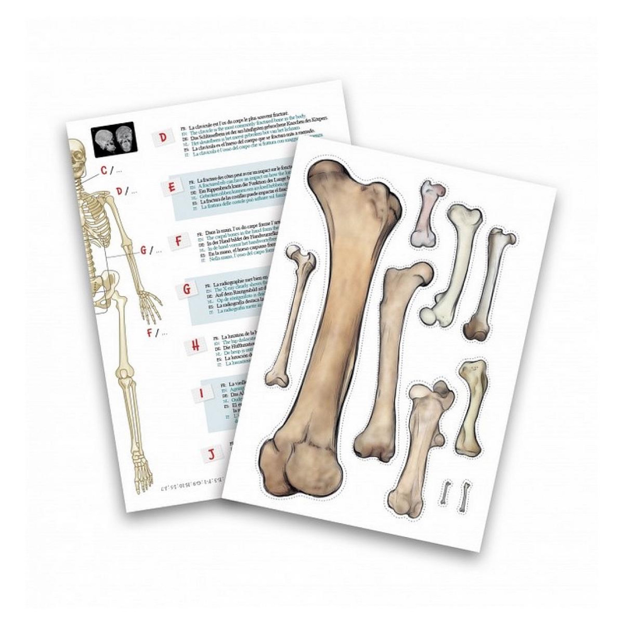 Voir la diapositive 4 : BUKI Squelette de 45 cm a construire – buki