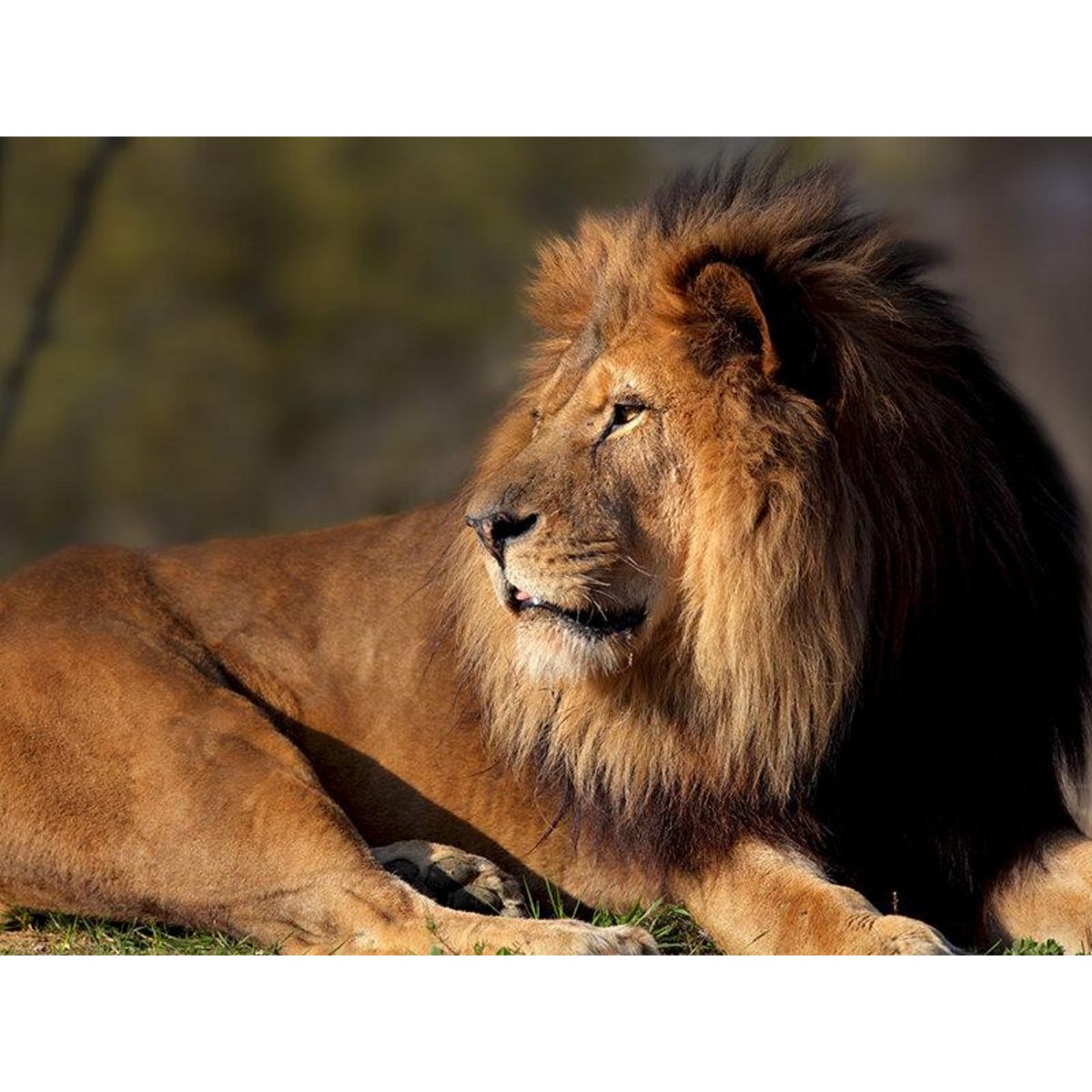 Smartbox Activité en famille : entrée pour 2 adultes et 2 enfants au Parc Zoologique de Paris - Coffret Cadeau Sport & Aventure