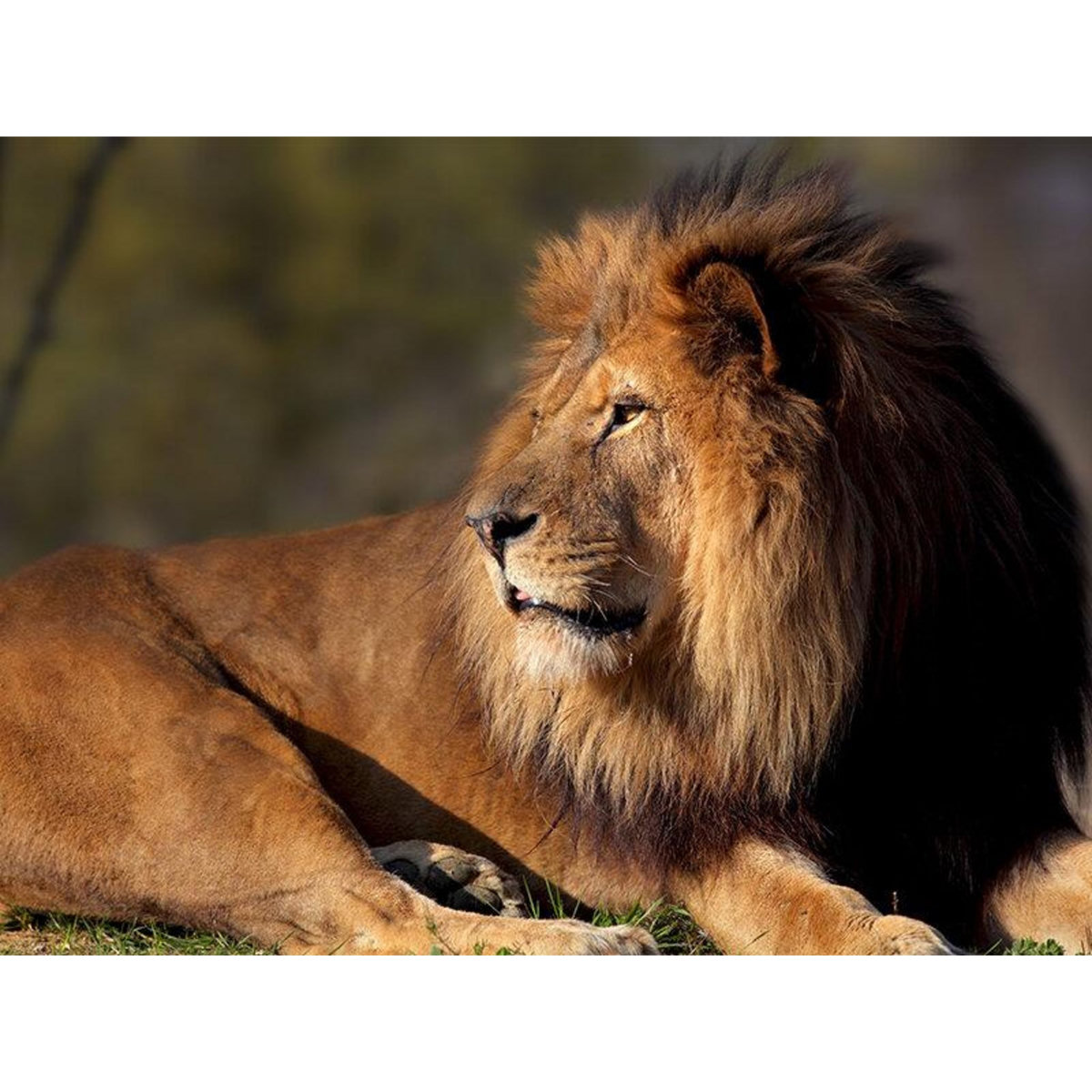 Smartbox Activité en famille : entrée pour 2 adultes et 2 enfants au Parc Zoologique de Paris - Coffret Cadeau Sport & Aventure