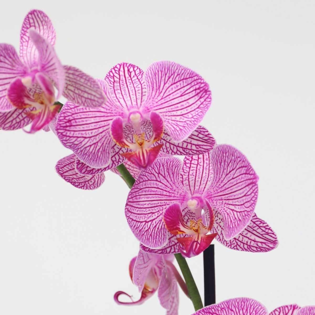 PLANT IN A BOX Orchidée papillon - Phalaenopsis - Hauteur 50-60cm - ⌀12cm
