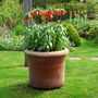 Voir la diapositive 5 : PLANT IN A BOX Fritillaire rouge - Set de 3 - Fritillaria rubra - Bulbes à fleurs - Orange