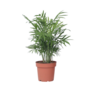 Voir la diapositive 1 : PLANT IN A BOX Palmier de salon - Chamaedorea elegans - Hauteur 30-40cm - ⌀12cm