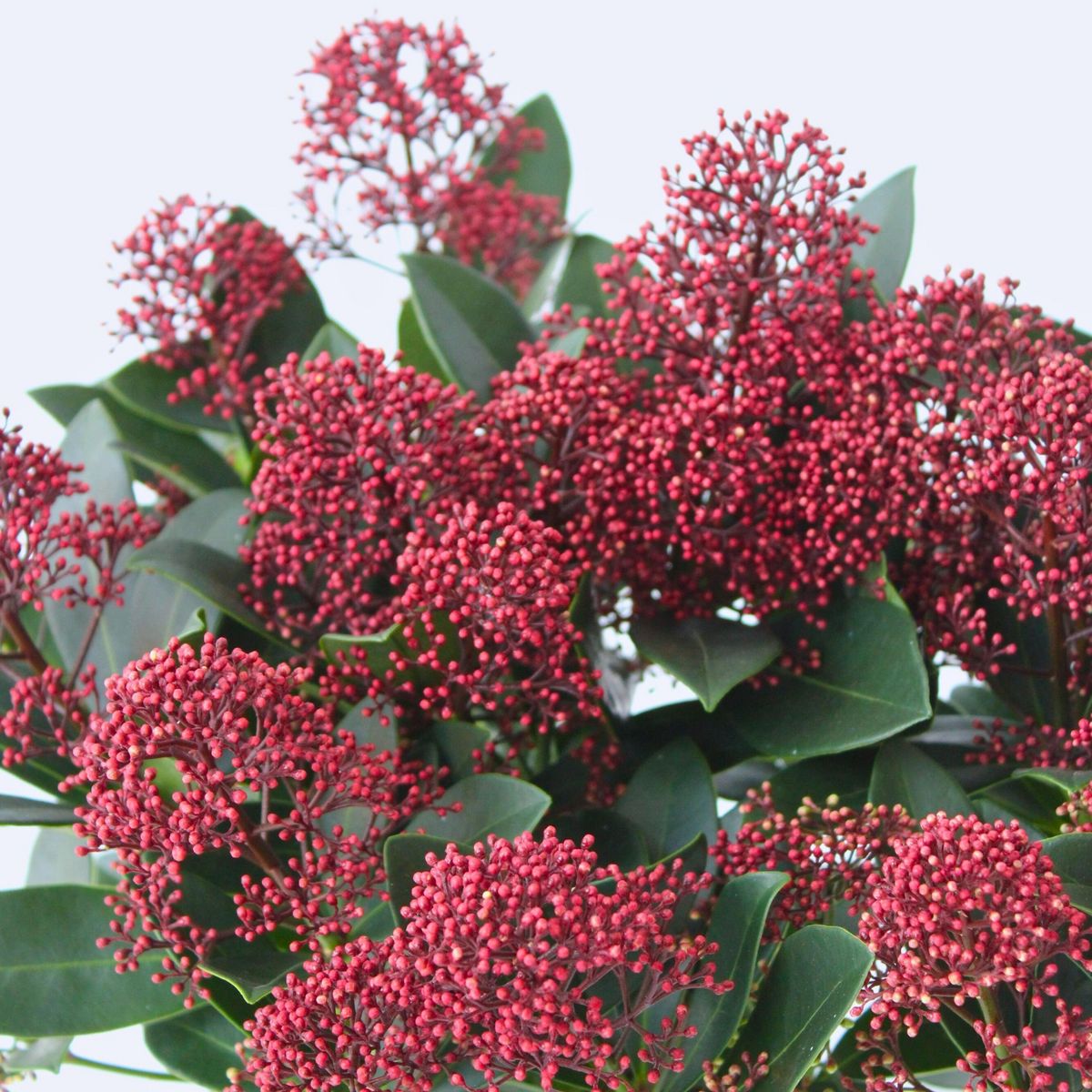 PLANT IN A BOX Arbuste à fleurs - Set de 4 - Skimmia japonica 'Rubella' - H35-45cm - ⌀15cm