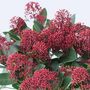 Voir la diapositive 3 : PLANT IN A BOX Arbuste à fleurs - Set de 4 - Skimmia japonica 'Rubella' - H35-45cm - ⌀15cm