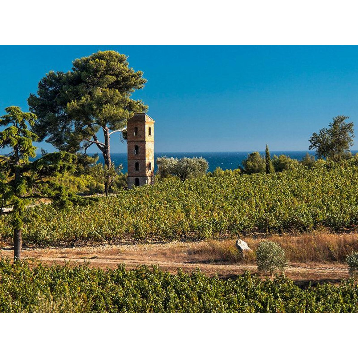 Smartbox Dégustation et découverte viticole dans un domaine d'exception près de Toulon pour 2 personnes - Coffret Cadeau Gastronomie