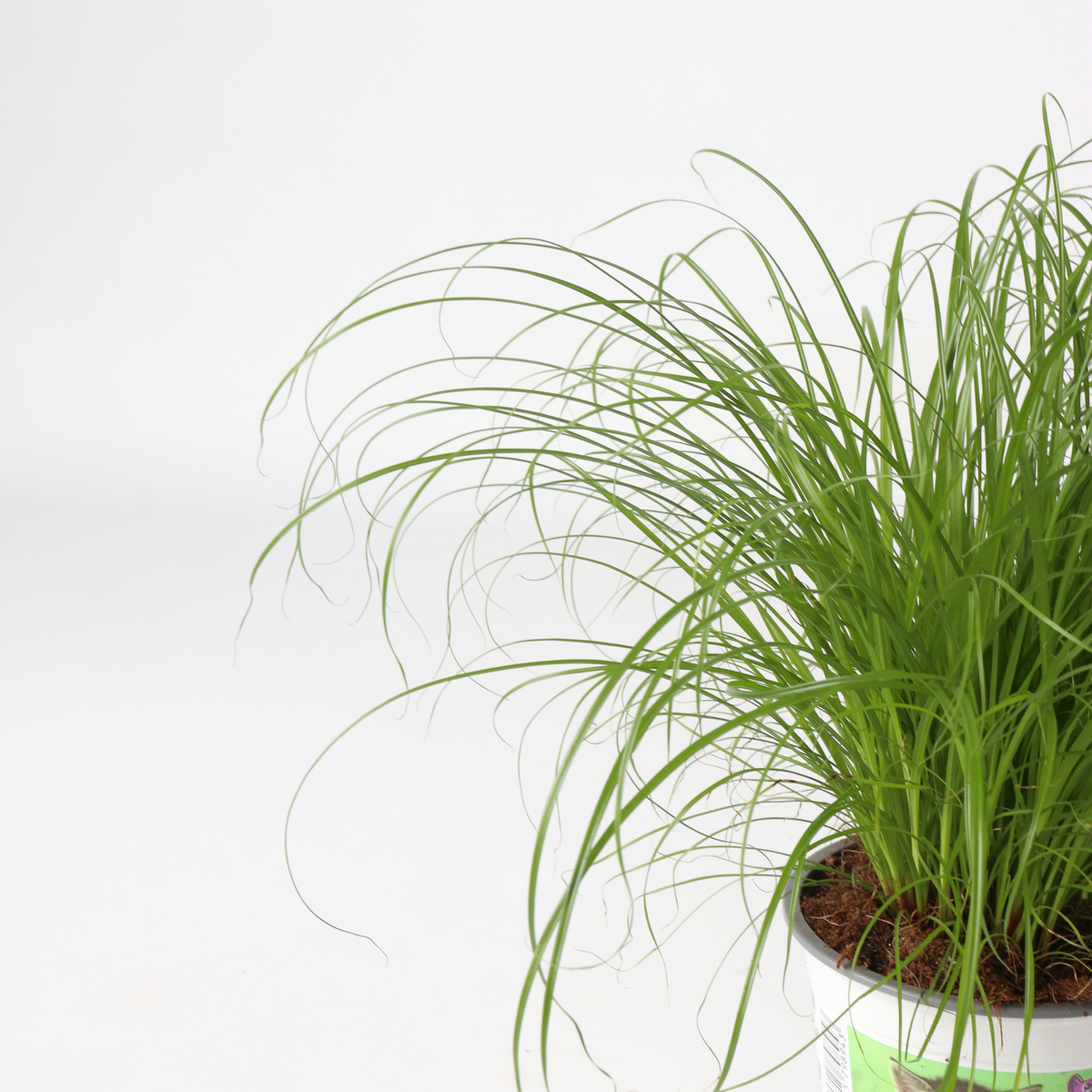 PLANT IN A BOX Herbe à chat - Set de 4 - Cyperus zumula - Hauteur 30-40cm - ⌀12cm