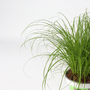 Voir la diapositive 3 : PLANT IN A BOX Herbe à chat - Set de 4 - Cyperus zumula - Hauteur 30-40cm - ⌀12cm