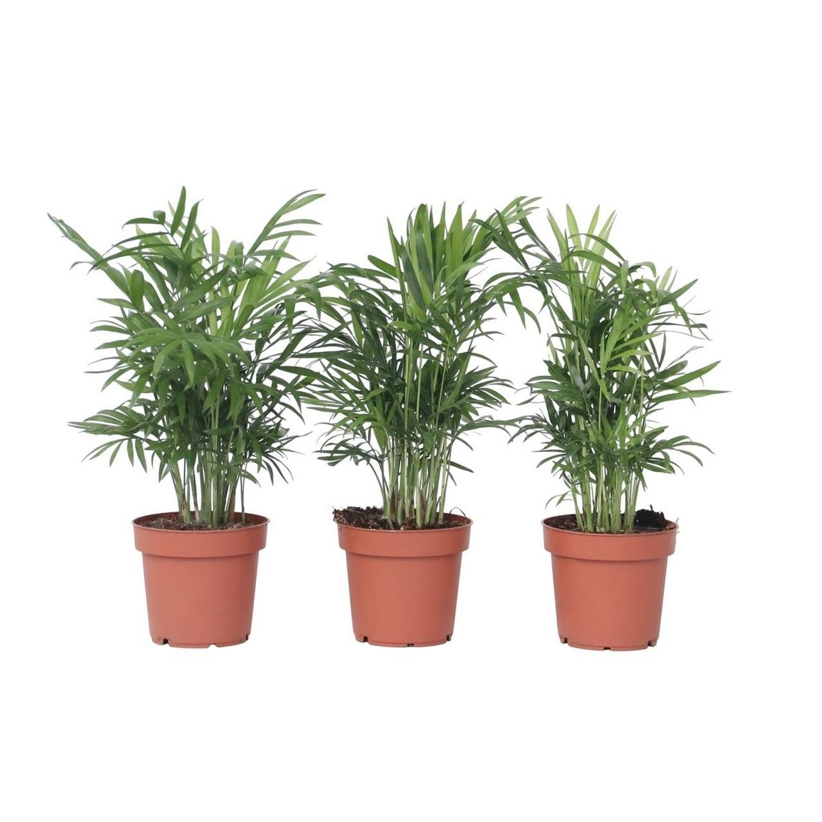 PLANT IN A BOX Palmier de salon - Set de 3 - Chamaedorea elegans - Hauteur 30-40cm - ⌀12cm
