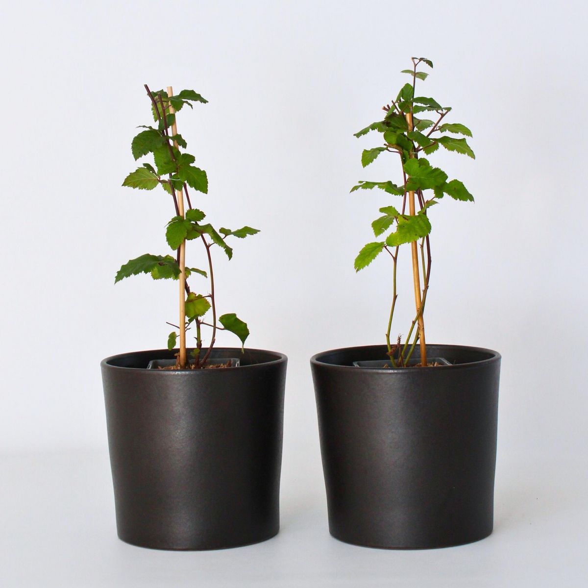 PLANT IN A BOX Mûrier - Set de 2 - Rubus fruticosus 'Thornfree' - Hauteur 50-60cm - ⌀15cm