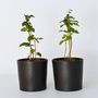 Voir la diapositive 6 : PLANT IN A BOX Mûrier - Set de 2 - Rubus fruticosus 'Thornfree' - Hauteur 50-60cm - ⌀15cm