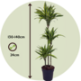 Voir la diapositive 2 : PLANT IN A BOX Dragonnier - Dracaena 'Lemon Lime' - Hauteur 130-140cm - ⌀24cm