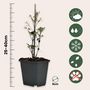 Voir la diapositive 2 : PLANT IN A BOX Clématite - Set de 3 - Clematis 'Hagley Hybrid' - Hauteur 25-40cm - ⌀9cm