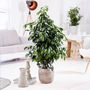 Voir la diapositive 4 : PLANT IN A BOX Ficus pleureur - Ficus benjamina 'Danielle' - Hauteur 100-110cm - ⌀21cm