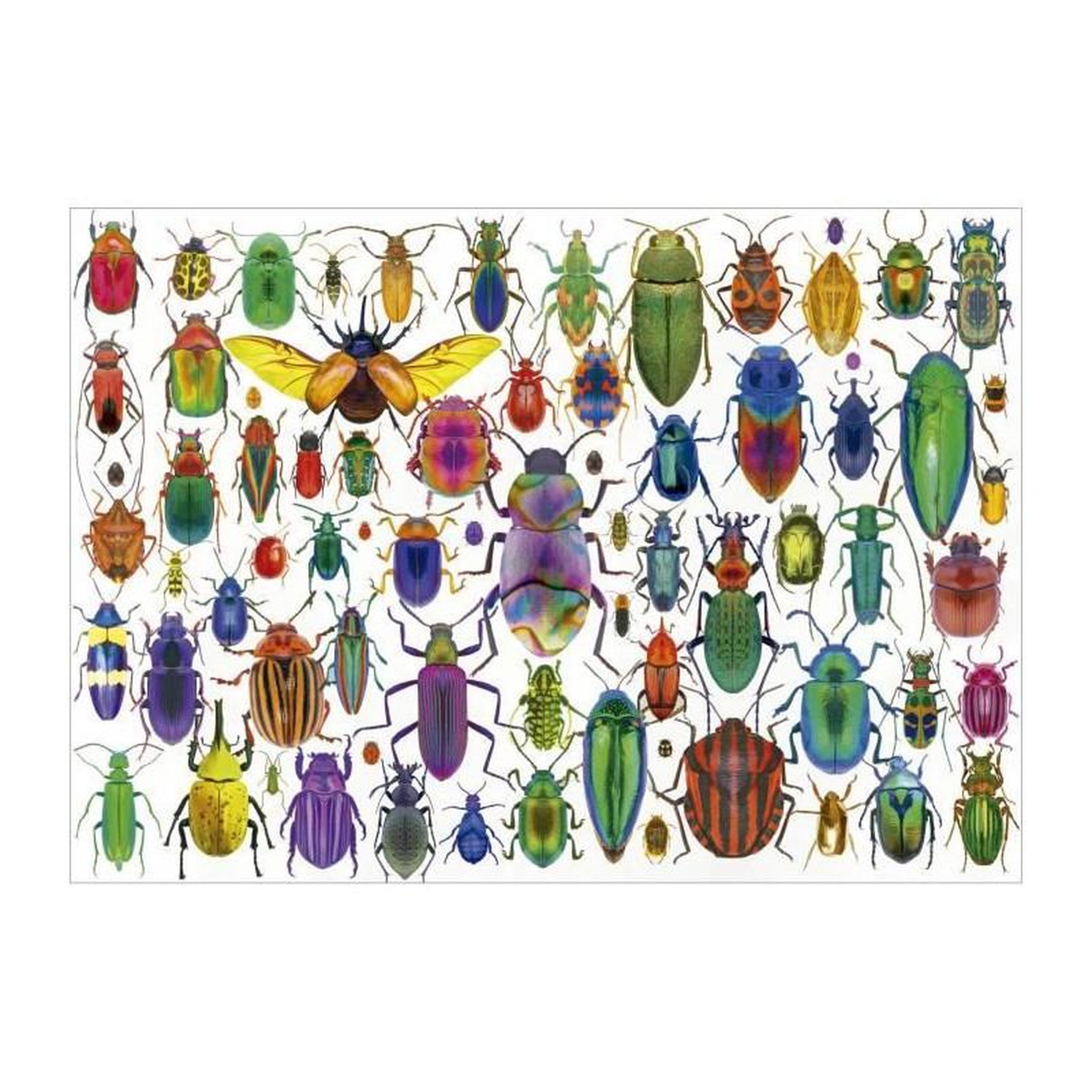 Voir la diapositive 2 : EDUCA Puzzle adulte -  Scarabee 500 pcs