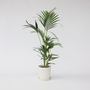Voir la diapositive 6 : PLANT IN A BOX Palmier Kentia - Howea forsteriana - Hauteur 90-100cm - ⌀18cm