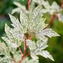 Voir la diapositive 3 : PLANT IN A BOX Érable du Japon - Acer palmatum 'Ukigumo' - Hauteur 50-60cm - ⌀19cm