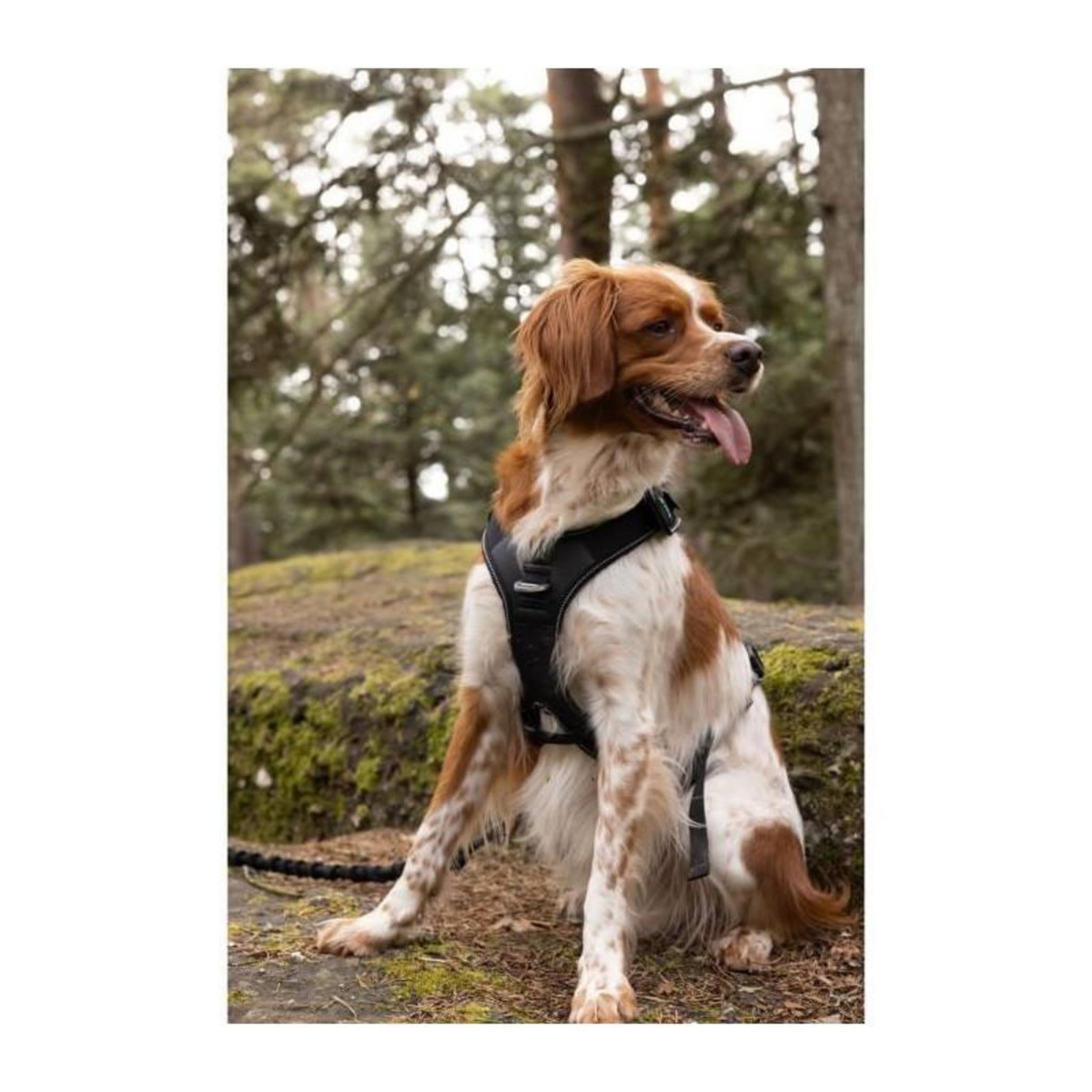 GENERIQUE Harnais pour chien - SYMBIOZ - XXS - Noir / Bleu