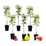 PLANT IN A BOX Colonnes de fruits - Set de 6 - Pomme, poire - Hauteur 60-70cm - ⌀9cm