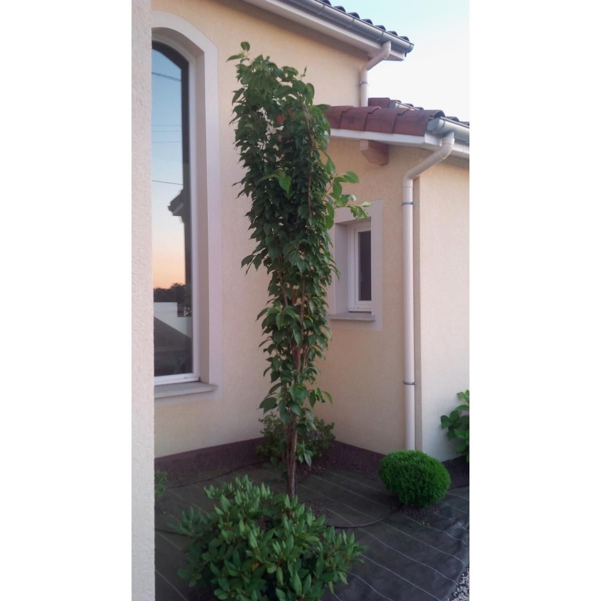 Cerisier à fleurs fastigié