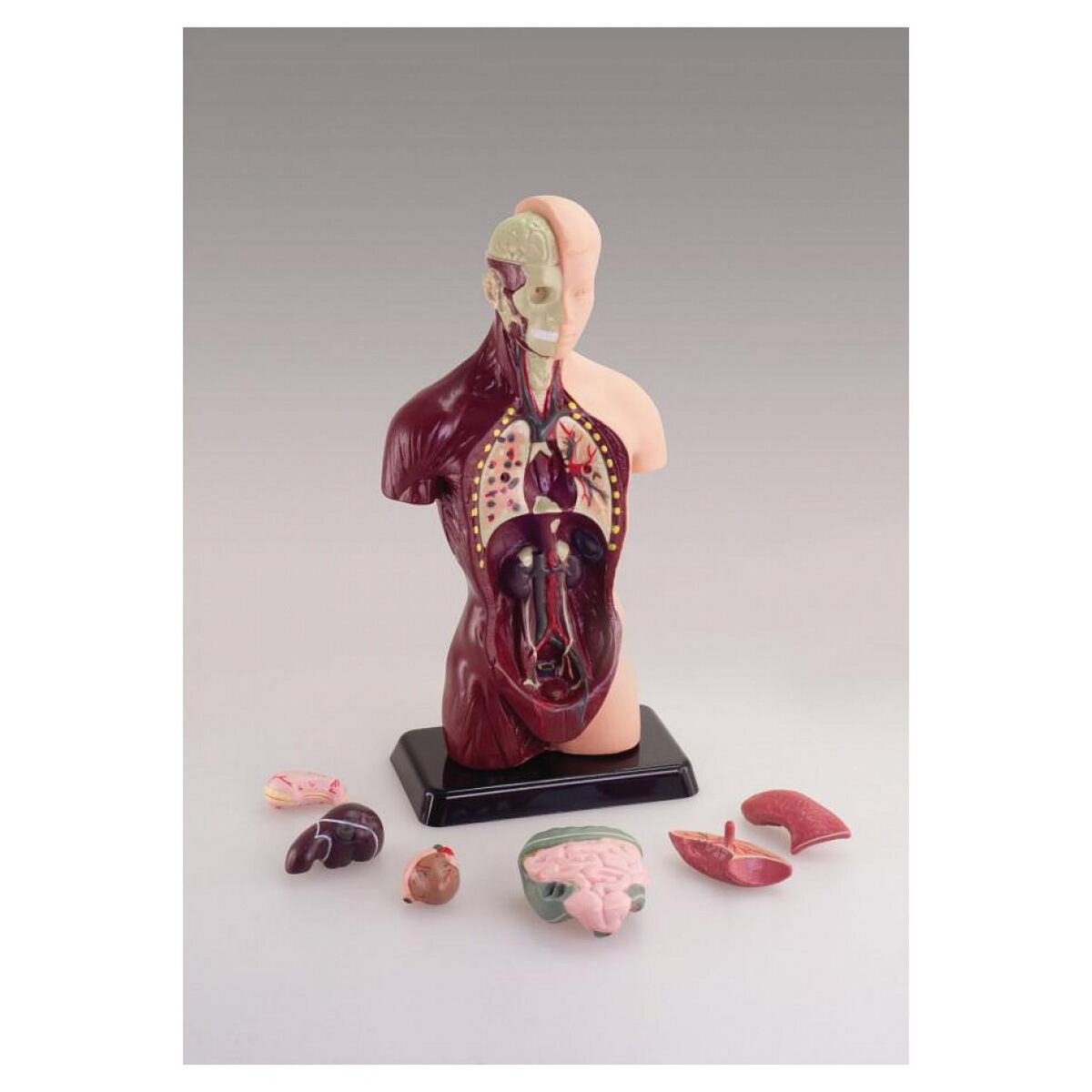 SILVERLIT Decouvre le corps humain avec hello maestro - il etait une fois la vie