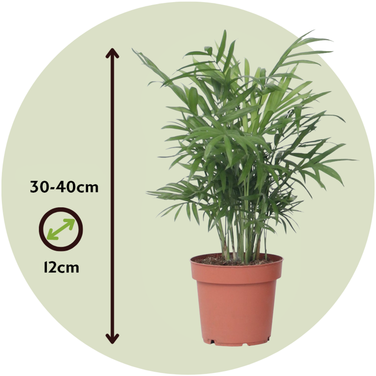 PLANT IN A BOX Palmier de salon - Chamaedorea elegans - Hauteur 30-40cm - ⌀12cm
