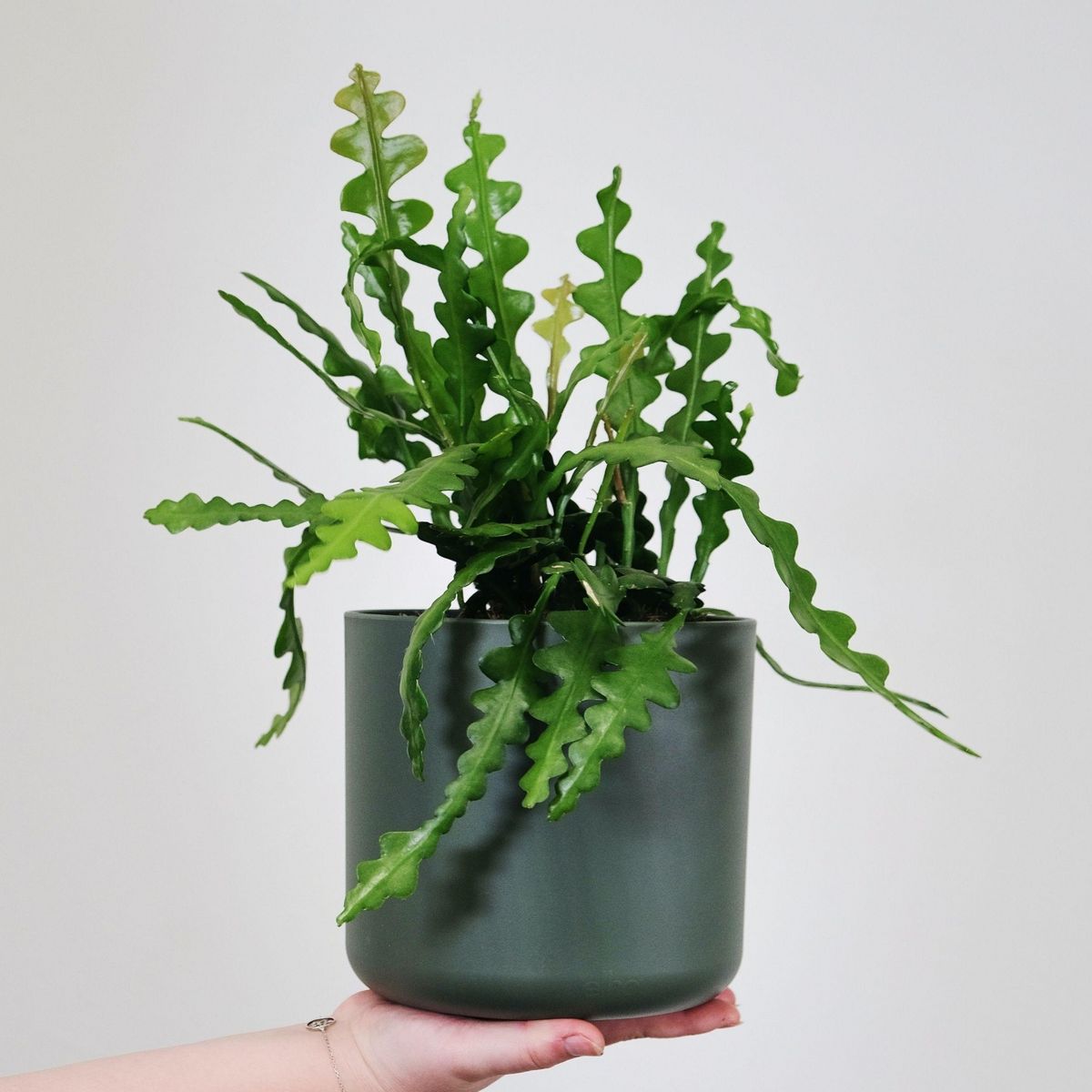 PLANT IN A BOX Cactus orchidée - Set de 2 - Epiphyllum 'Anguliger' - Hauteur 30-40cm - ⌀15cm