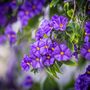 Voir la diapositive 3 : PLANT IN A BOX Solanum - Set de 3 - Lycianthes rantonnetii - Hauteur 25-40cm - ⌀9cm