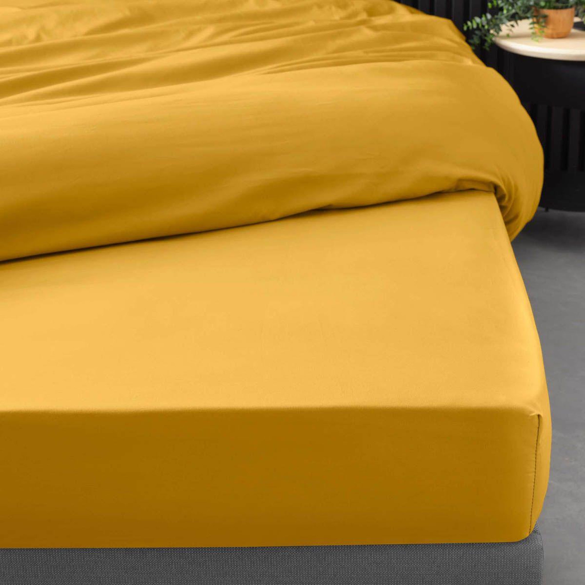Voir la diapositive 4 : Douceur d'Intérieur Drap housse  percaline  160x200cm curry