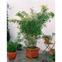  Collection de 3 arbustes pour terrasse et jardin japonais - Les 3 pots - Willemse