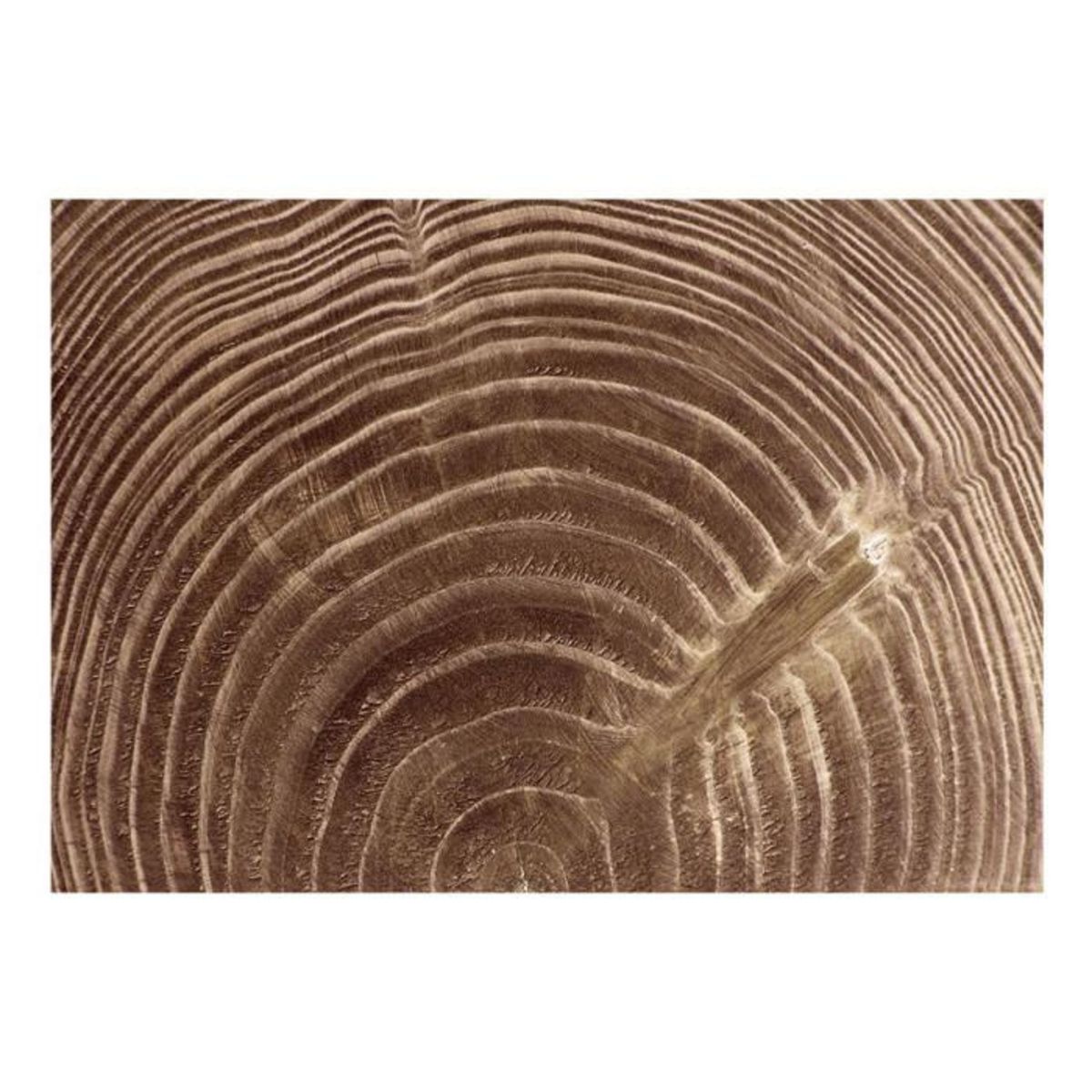 Paris Prix Papier Peint  Arbre Sévère