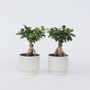 Voir la diapositive 6 : PLANT IN A BOX Bonsaï - Set de 4 - Ficus microcarpa - Hauteur 30-40cm - ⌀12cm