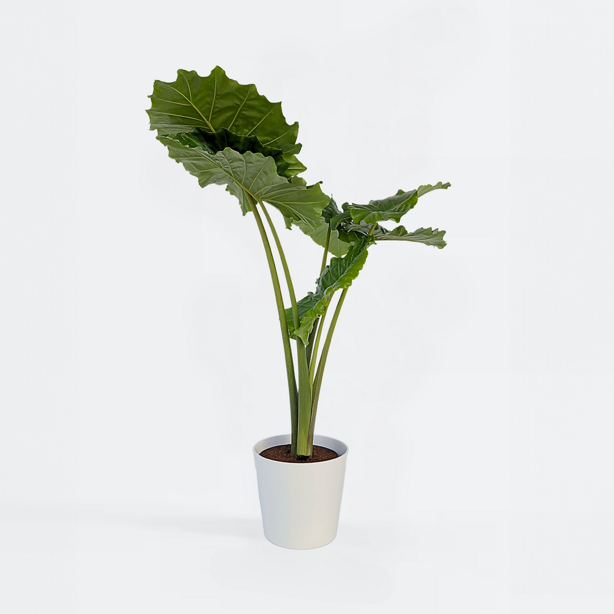 PLANT IN A BOX Plante éléphant - Alocasia 'Portodora' - Hauteur 110-120cm - ⌀32cm