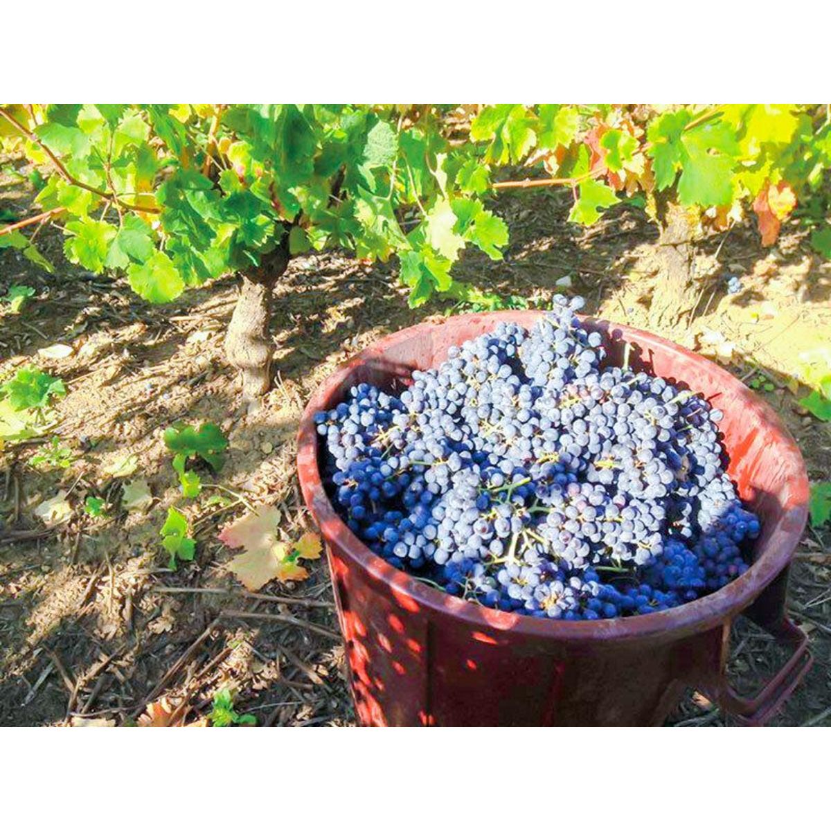 Smartbox Coffret de 6 bouteilles de vin d'un domaine nantais livré à domicile - Coffret Cadeau Gastronomie