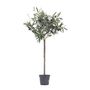 Voir la diapositive 1 : PLANT IN A BOX Olivier artificiel - Hauteur 65cm