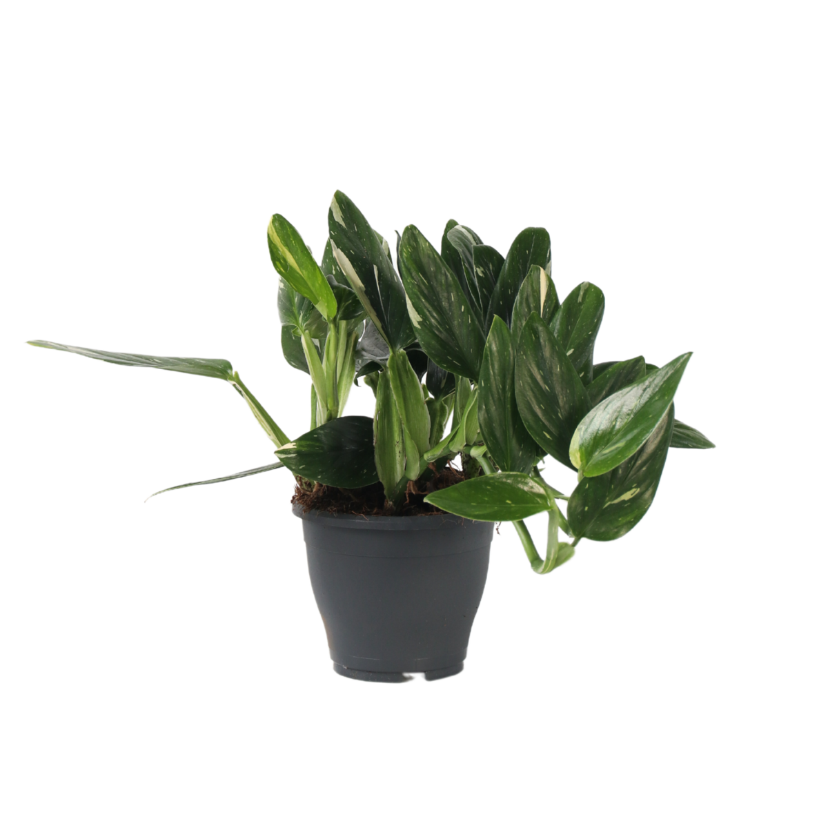 PLANT IN A BOX Plante verte - Philodendron Cobra - Hauteur 55-65cm - ⌀19cm