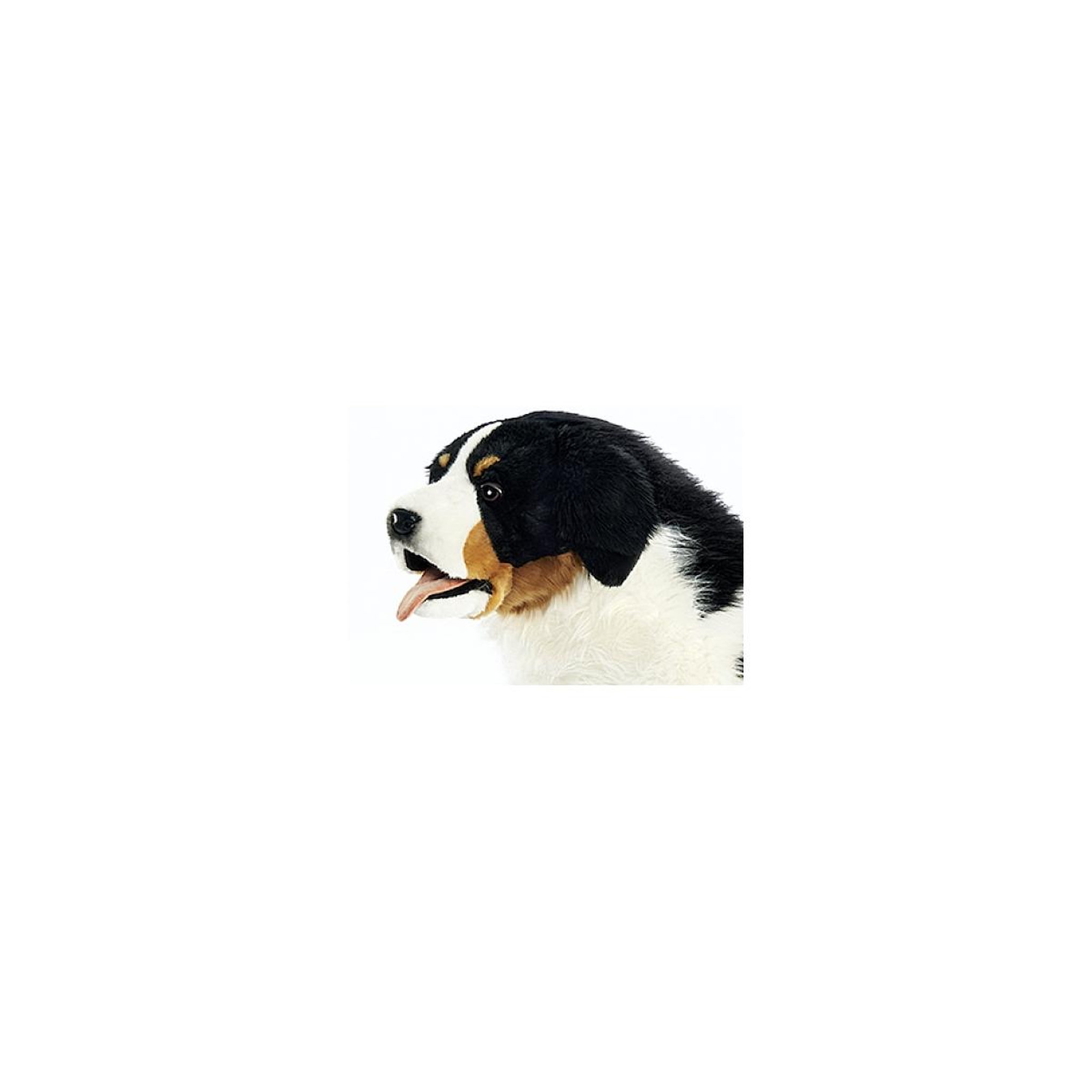 Voir la diapositive 2 : Hansa Hansa peluche Geante Bouvier Bernois 4 Pattes 125 cm L
