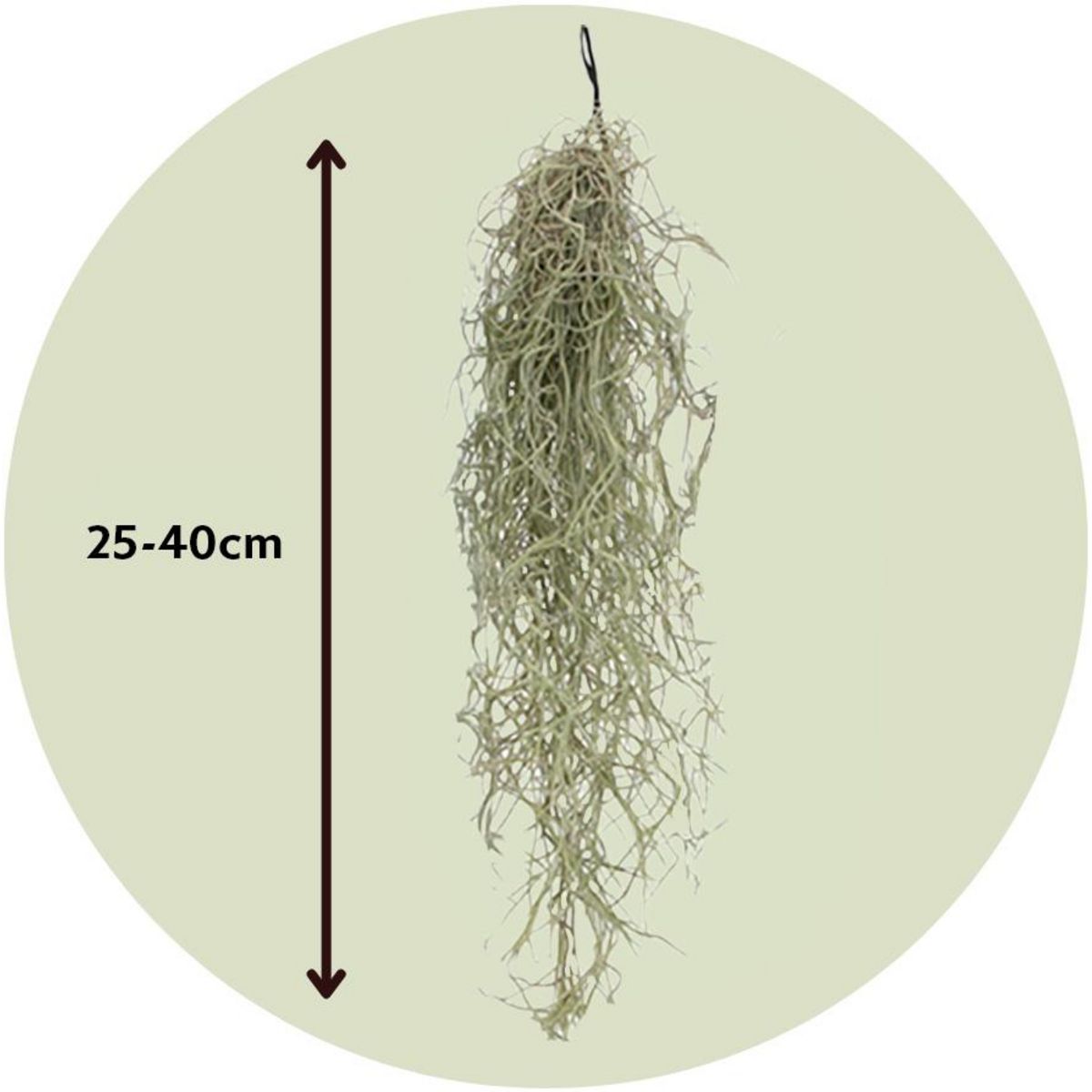 PLANT IN A BOX Plante aérienne - Set de 6 - Tillandsia usneoides - Hauteur 25-40cm - ⌀5cm
