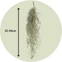 Voir la diapositive 2 : PLANT IN A BOX Plante aérienne - Set de 6 - Tillandsia usneoides - Hauteur 25-40cm - ⌀5cm