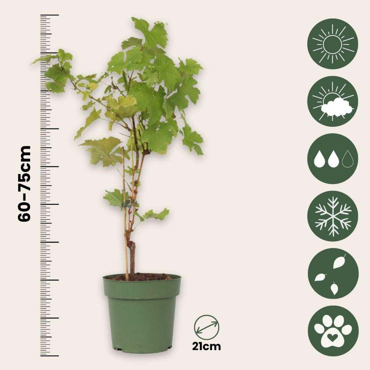 PLANT IN A BOX Vigne à raisin - Vitis vinifera ‘Himrod' - Hauteur 60-75cm - ⌀21cm